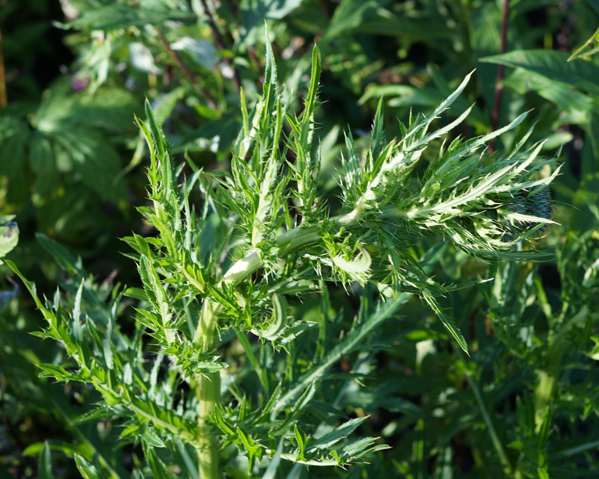 Изображение особи род Cirsium.