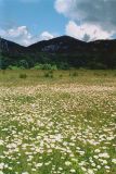 Leucanthemum ircutianum