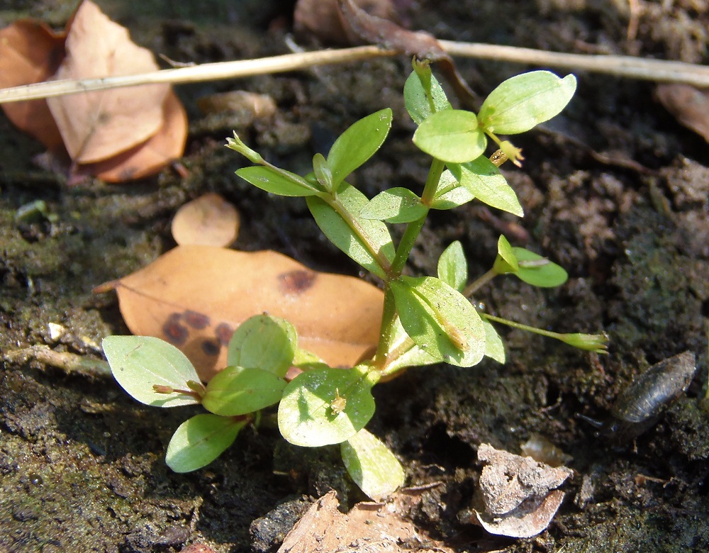 Изображение особи Lindernia procumbens.