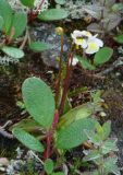 Pinguicula alpina