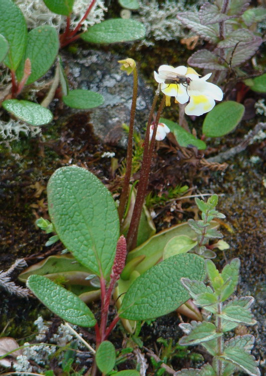 Изображение особи Pinguicula alpina.