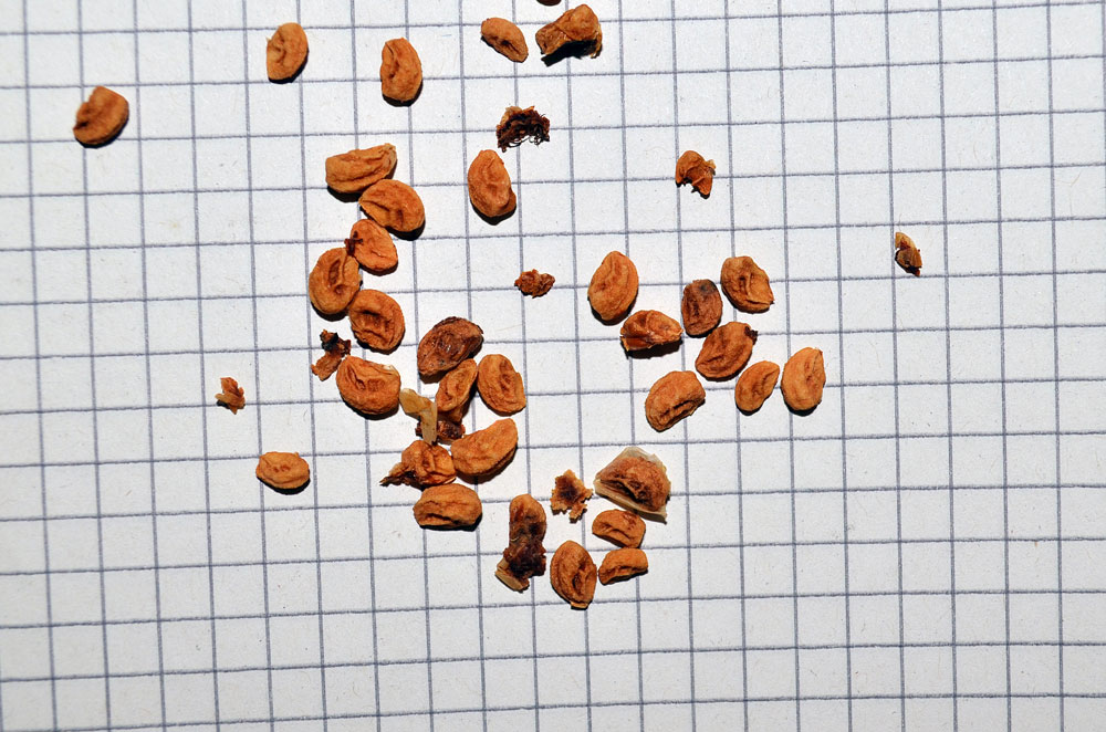 Image of genus Crataegus specimen.