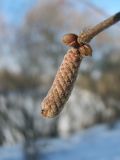 Corylus avellana