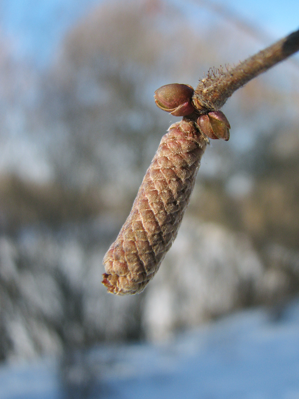 Image of Corylus avellana specimen.
