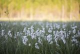 Eriophorum angustifolium. Верхушки плодоносящих растений. Кировская обл., Кирово-Чепецкий р-н, на выработанных торфяниках. 02.06.2016.