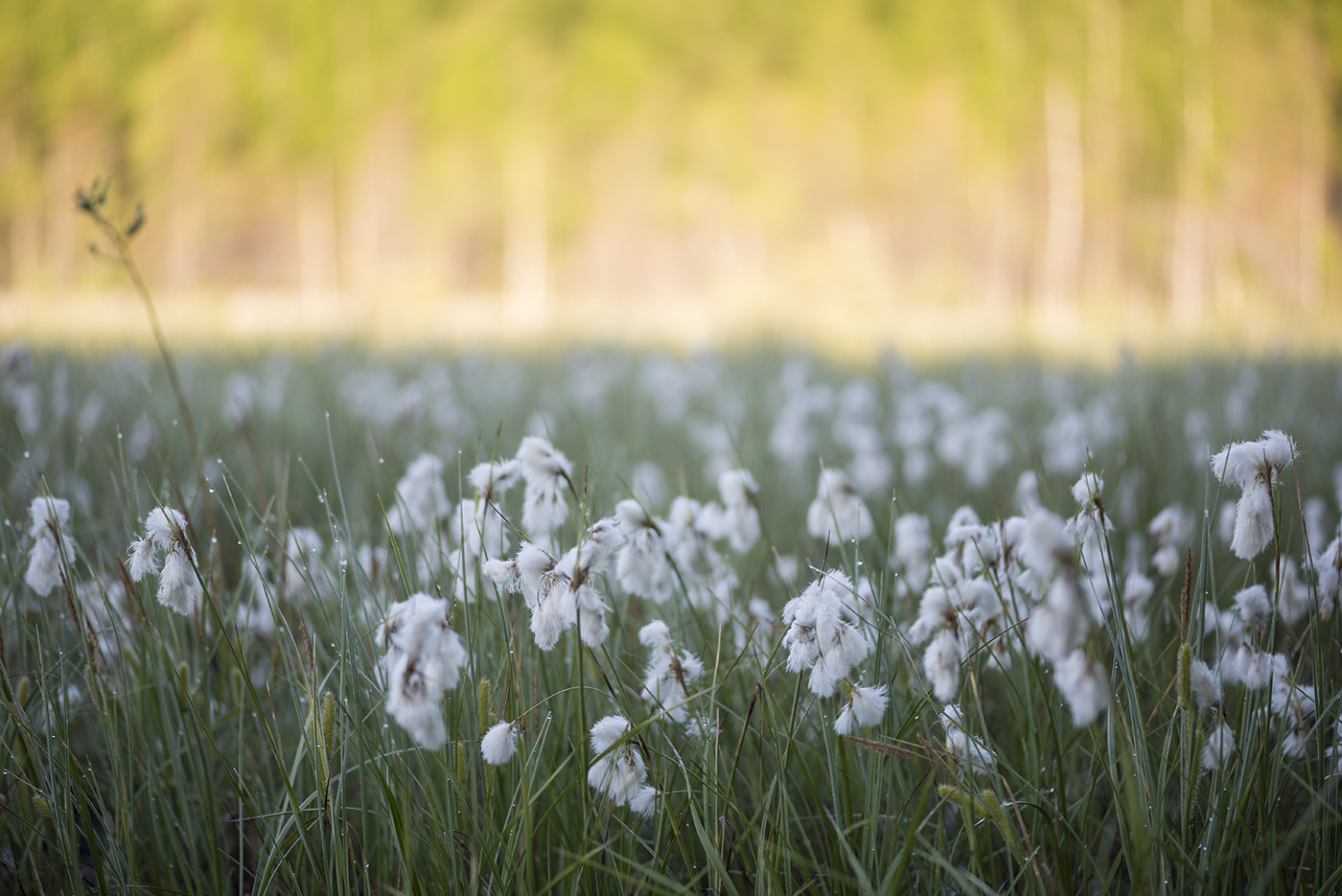 Изображение особи Eriophorum angustifolium.