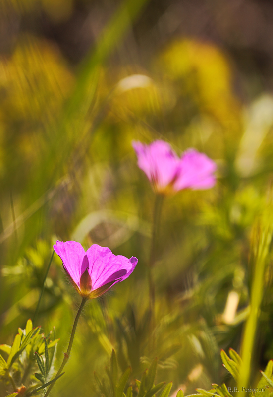 Image of Geranium sanguineum specimen.