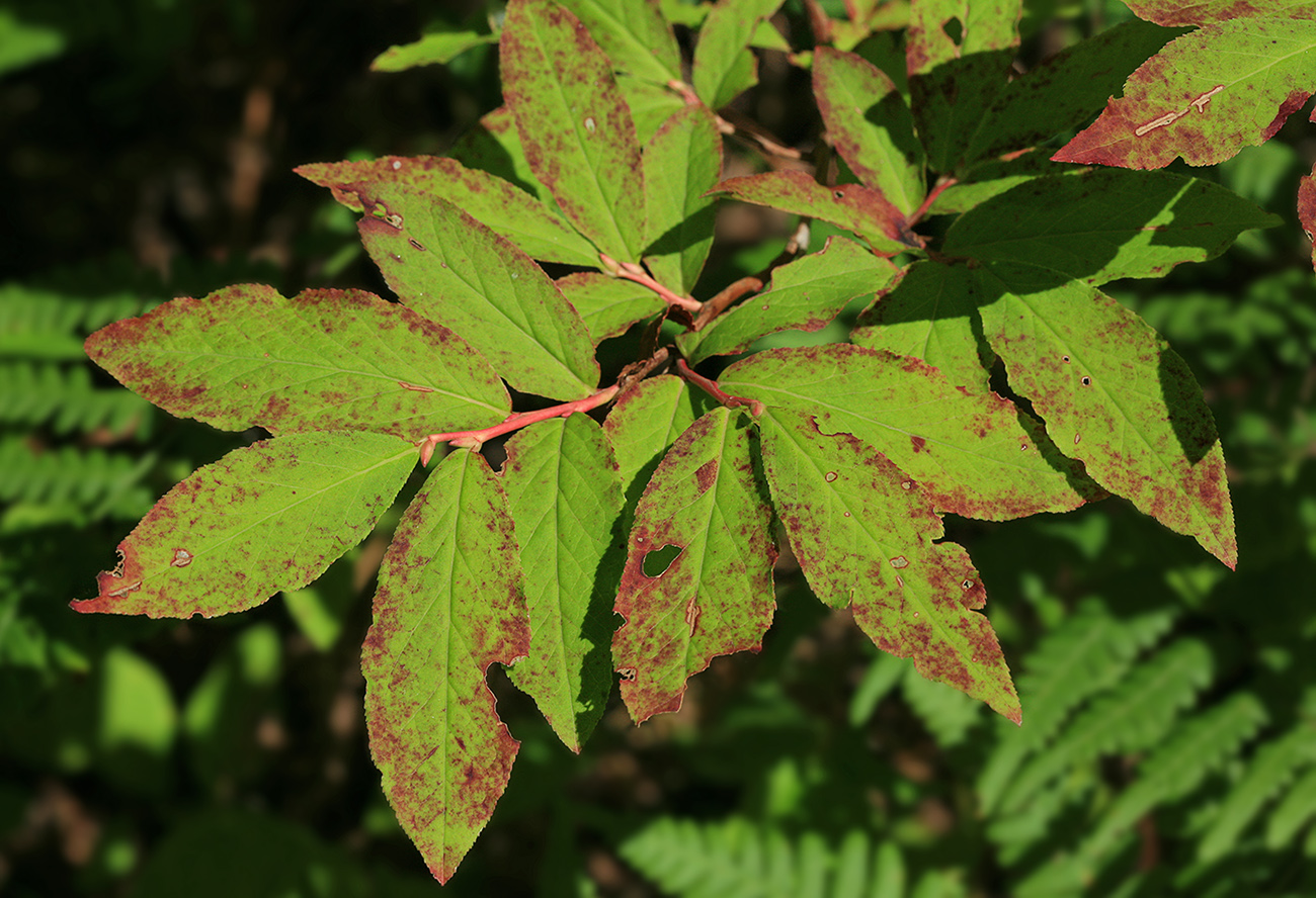 Image of Vaccinium smallii specimen.