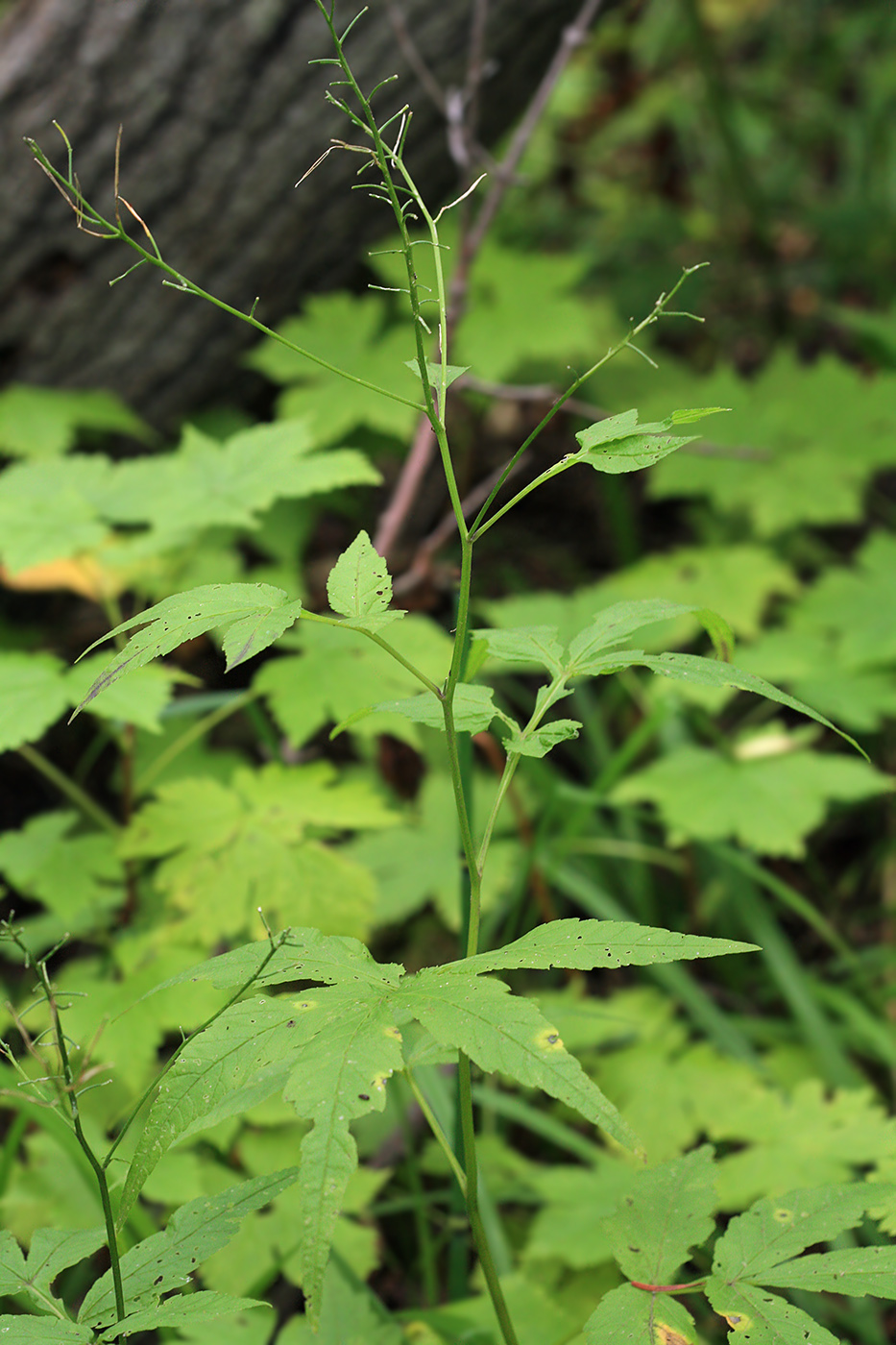 Image of Cardamine leucantha specimen.