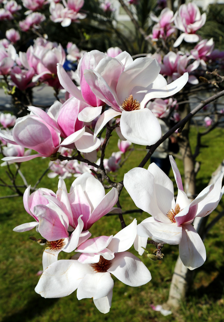 Image of Magnolia &times; soulangeana specimen.
