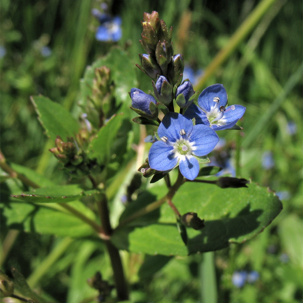 Image of Veronica beccabunga specimen.