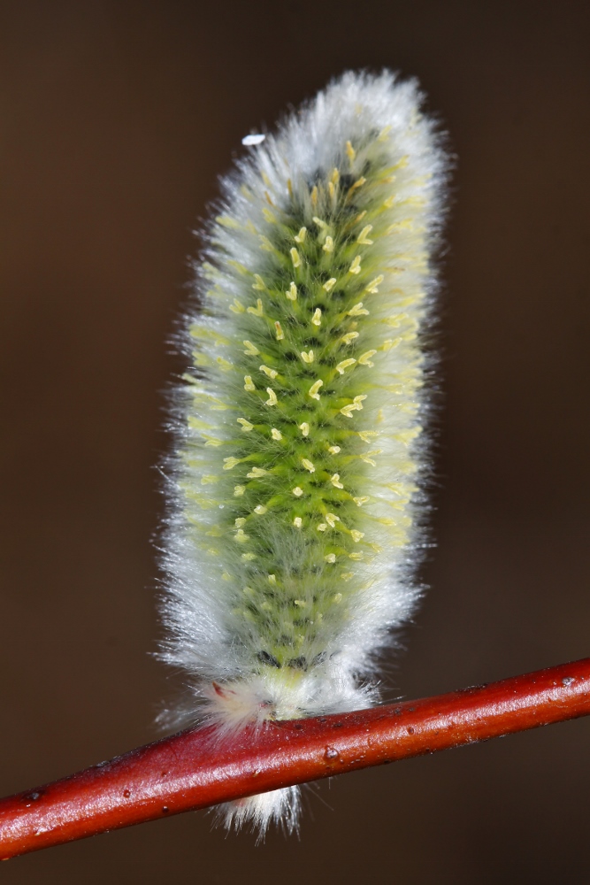 Image of Salix rorida specimen.