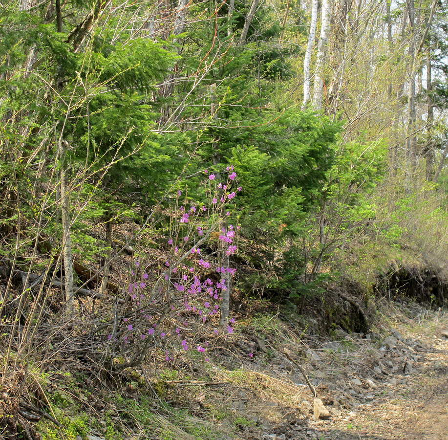 Изображение особи Rhododendron mucronulatum.