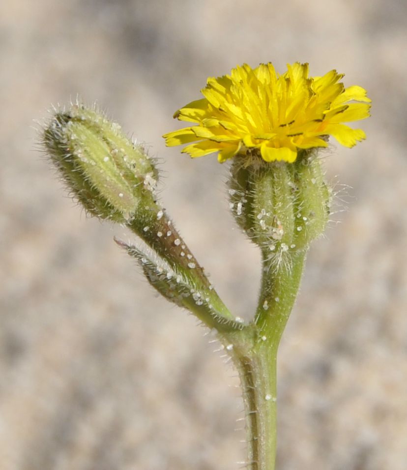 Image of Hedypnois rhagadioloides specimen.