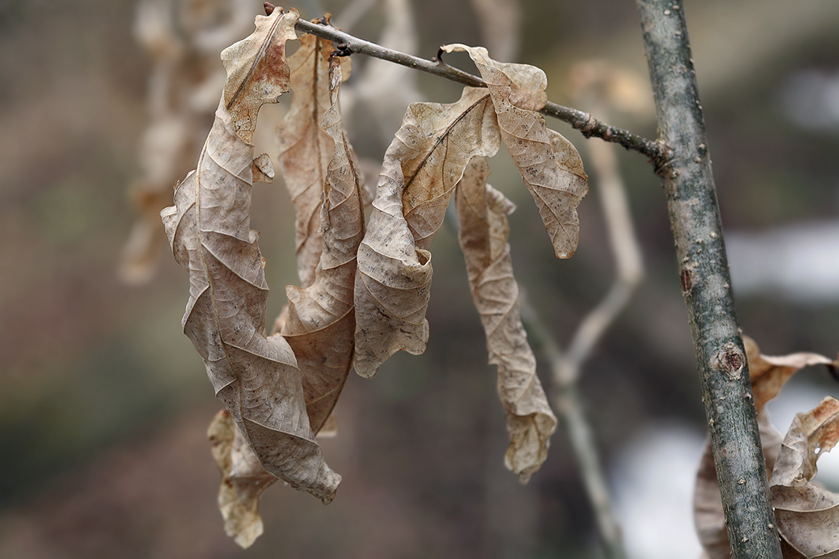 Image of Quercus robur specimen.