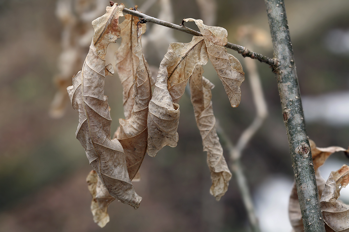 Изображение особи Quercus robur.