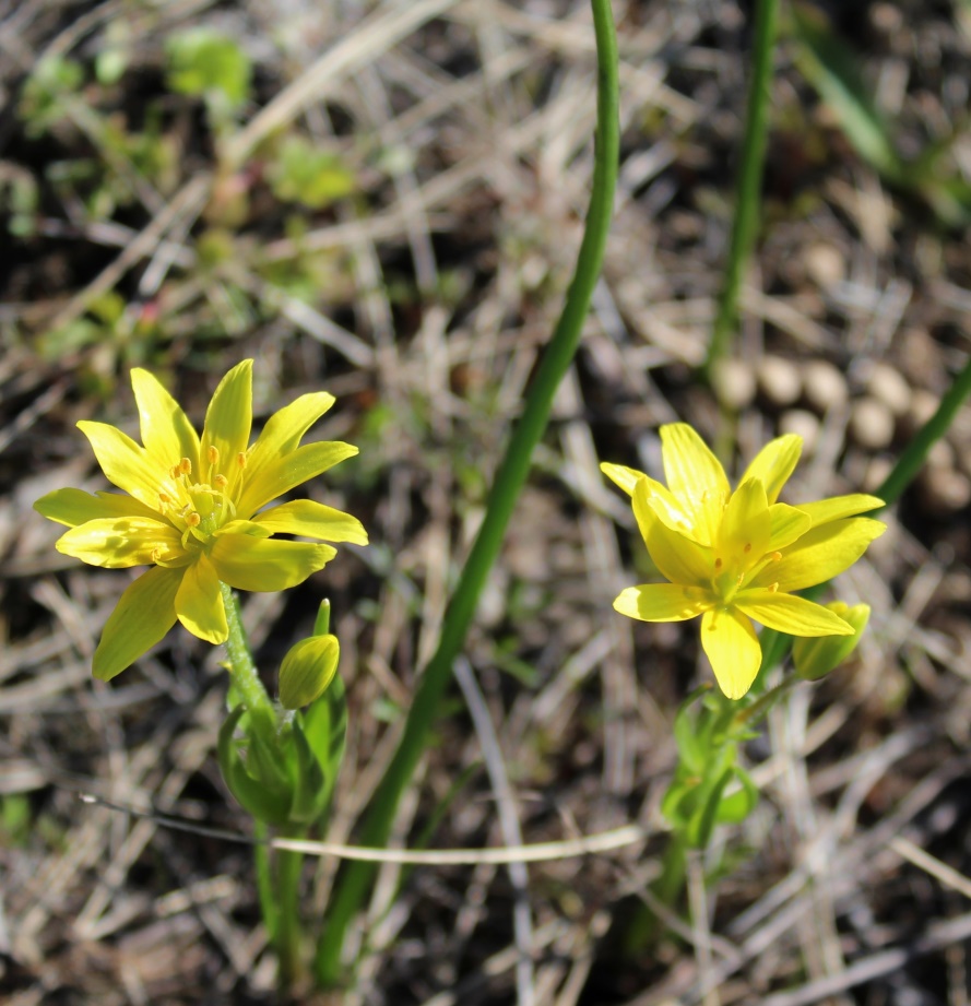 Изображение особи Gagea liotardii.