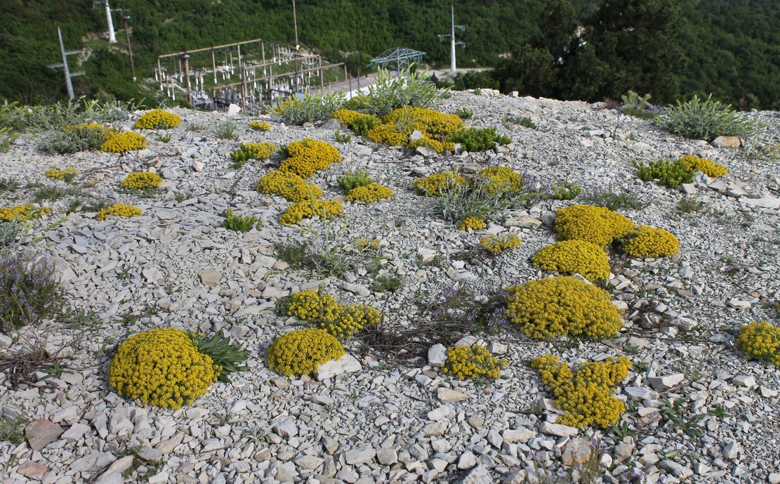 Image of Odontarrhena obtusifolia specimen.