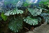 Monstera deliciosa. Вегетирующее растение. Малайзия, Куала-Лумпур, в культуре. 13.05.2017.