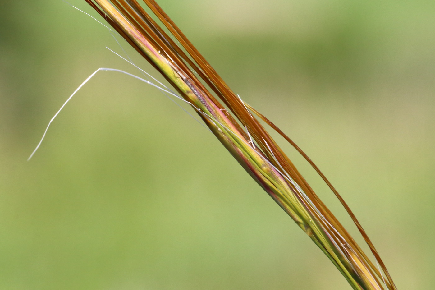 Изображение особи Stipa pulcherrima.