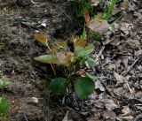 Populus tremula