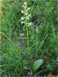 Platanthera bifolia