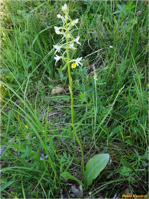 Image of Platanthera bifolia specimen.