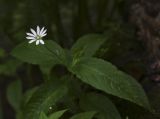 Stellaria bungeana