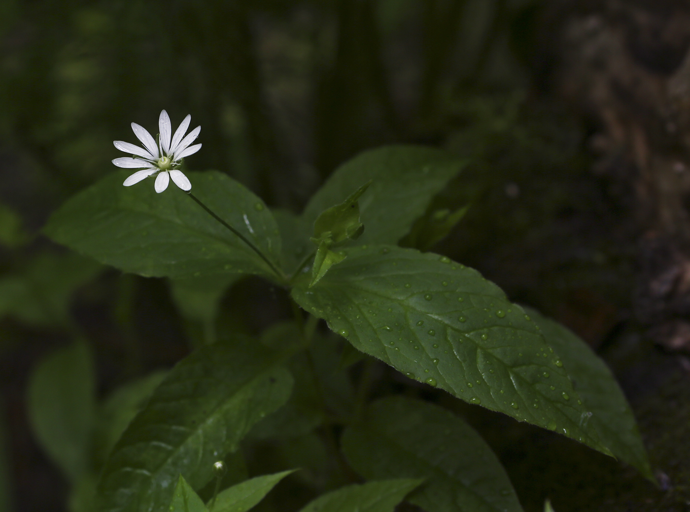 Image of Stellaria bungeana specimen.