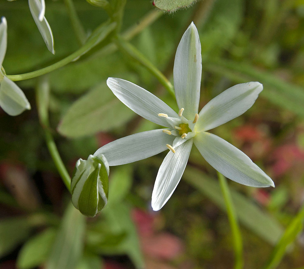 Image of Ornithogalum umbellatum specimen.