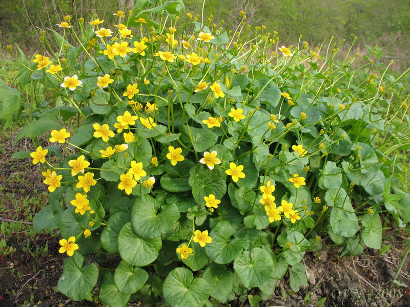 Изображение особи Caltha sibirica.