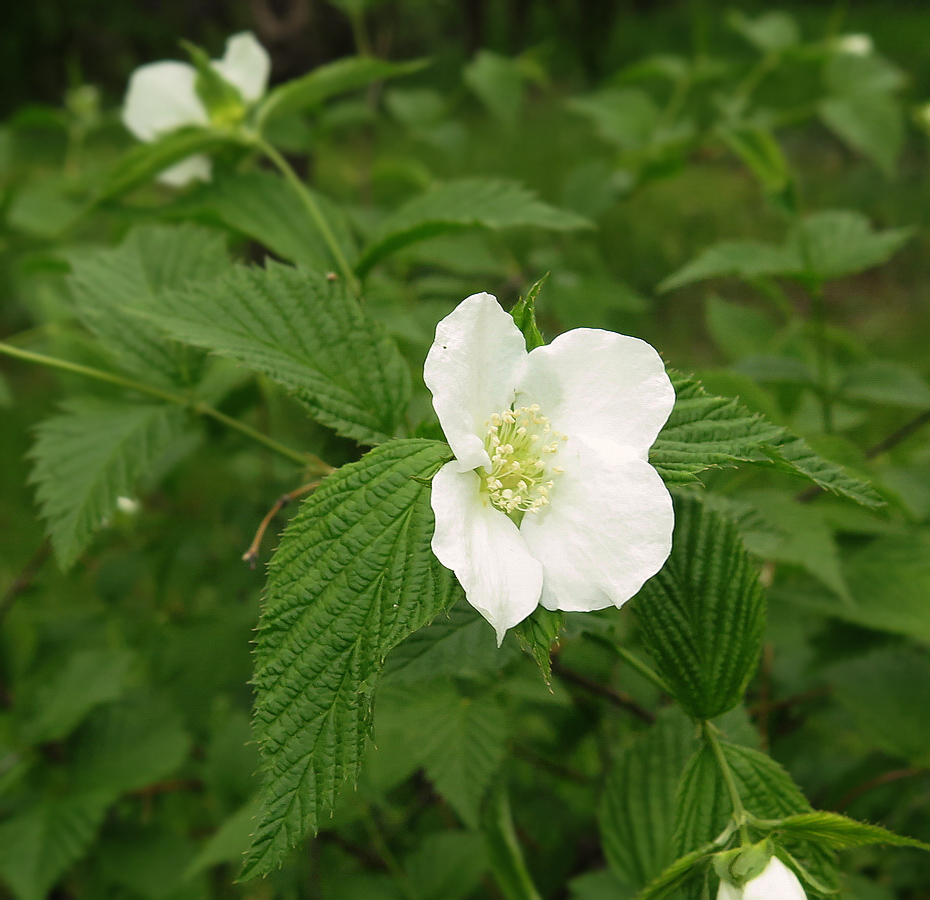 Изображение особи Rhodotypos scandens.