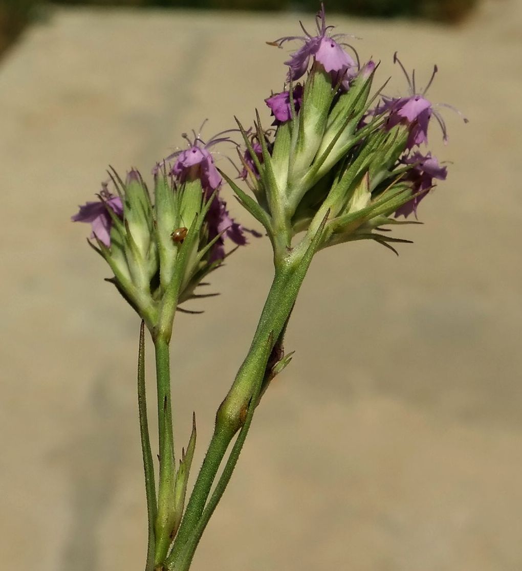 Image of Dianthus pseudarmeria specimen.