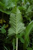 Betonica macrantha