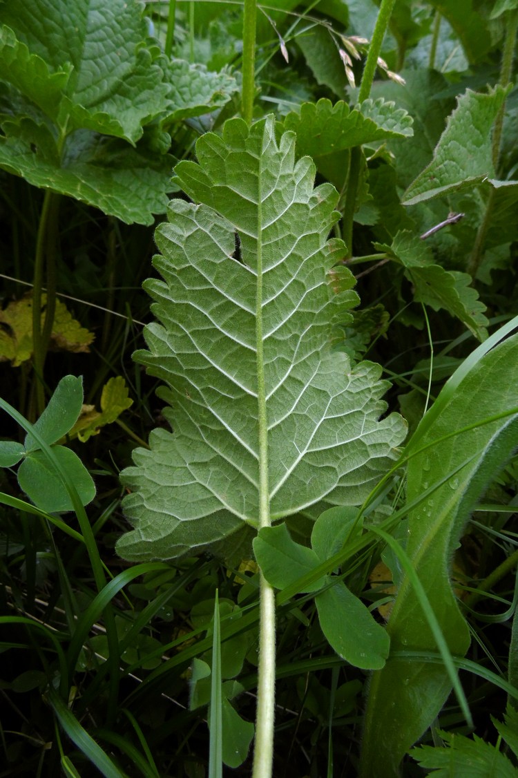 Изображение особи Betonica macrantha.