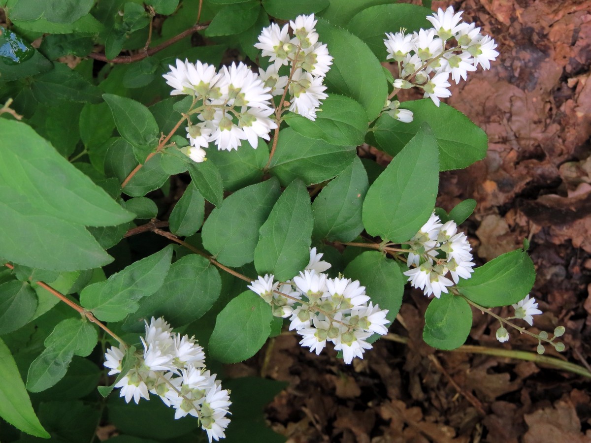 Image of genus Deutzia specimen.