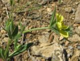 Image of taxon representative. Author is Валентина Фатерыга