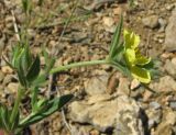 Helianthemum lasiocarpum. Верхняя часть цветущего растения. Крым, Карадагский заповедник, пожарная тропа. 19 мая 2017 г.