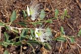 Capparis herbacea