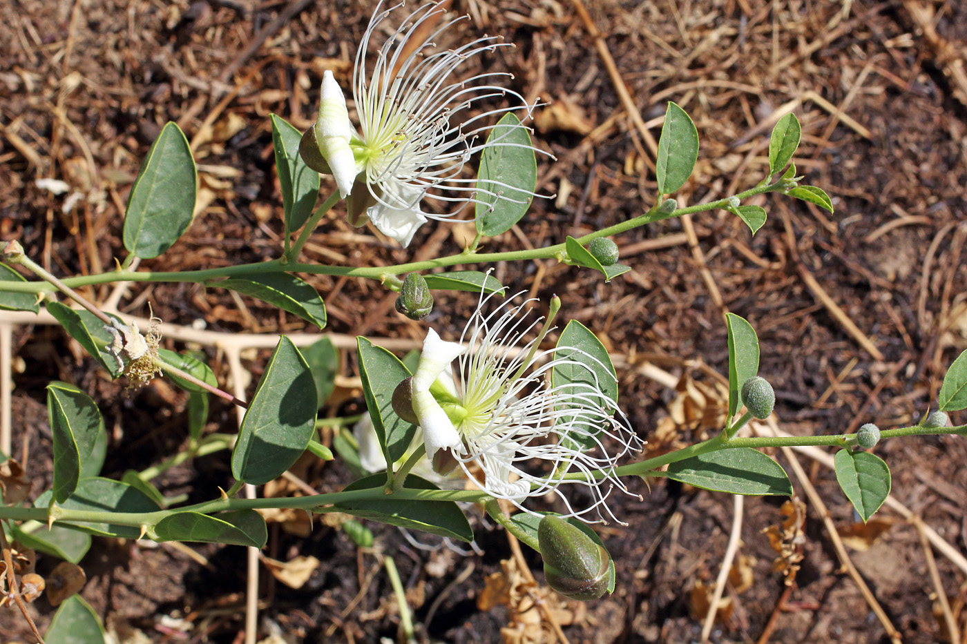 Image of Capparis herbacea specimen.