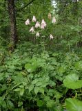 Aquilegia vulgaris. Цветущее растение. Московская обл., Дмитровский р-н, берег канала им. Москвы, опушка смешанного леса. 05.07.2017.