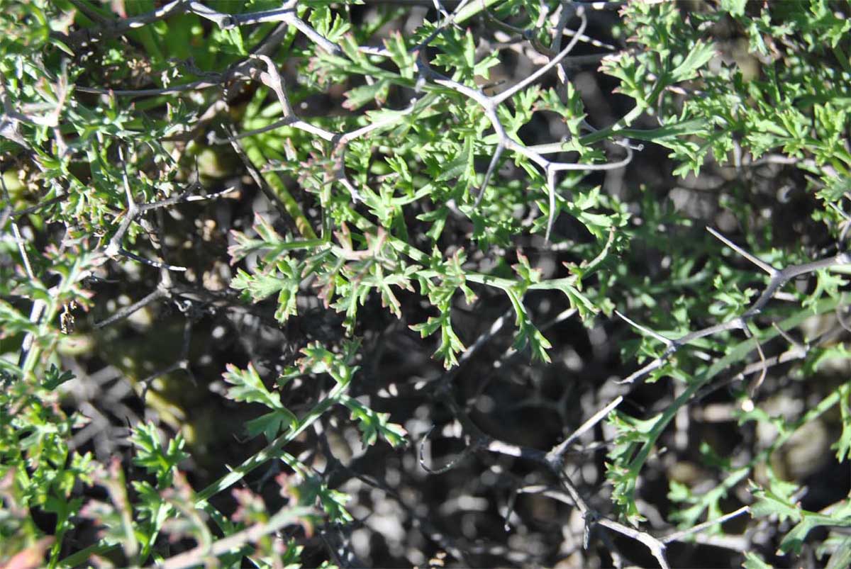 Image of Pelargonium crithmifolium specimen.