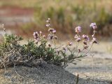 Limonium suffruticosum. Опоздавшее с цветением растение. Алтайский край, Благовещенский р-н; Центральная Кулунда, восточный берег оз. Кучукское, в 2.5 км к югу от устья р. Кучук, переработанная ложбина древнего устья в разрыве восточного борта озёрной котловины; полугидроморфный галофильноразнотравно-однолетнесолянковый солончак на засолённом песчано-гравийном аллювии, снесённом вдоль плоских временных водотоков. 6 сентября 2017 г.