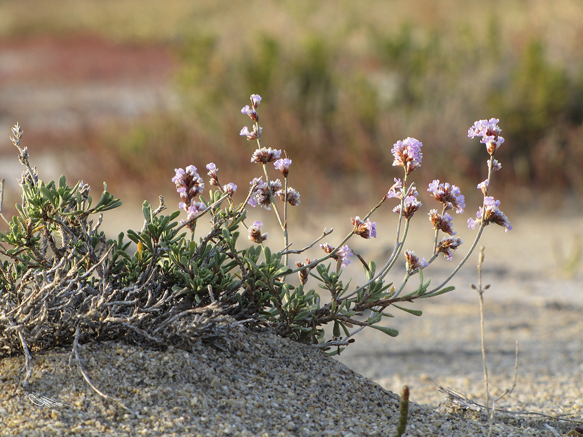 Изображение особи Limonium suffruticosum.