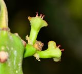 Euphorbia neriifolia. Побег с циациями. Израиль, впадина Мёртвого моря, киббуц Эйн-Геди. 27.04.2017.