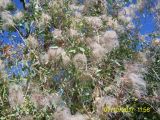 Clematis orientalis