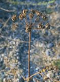 Astrodaucus littoralis