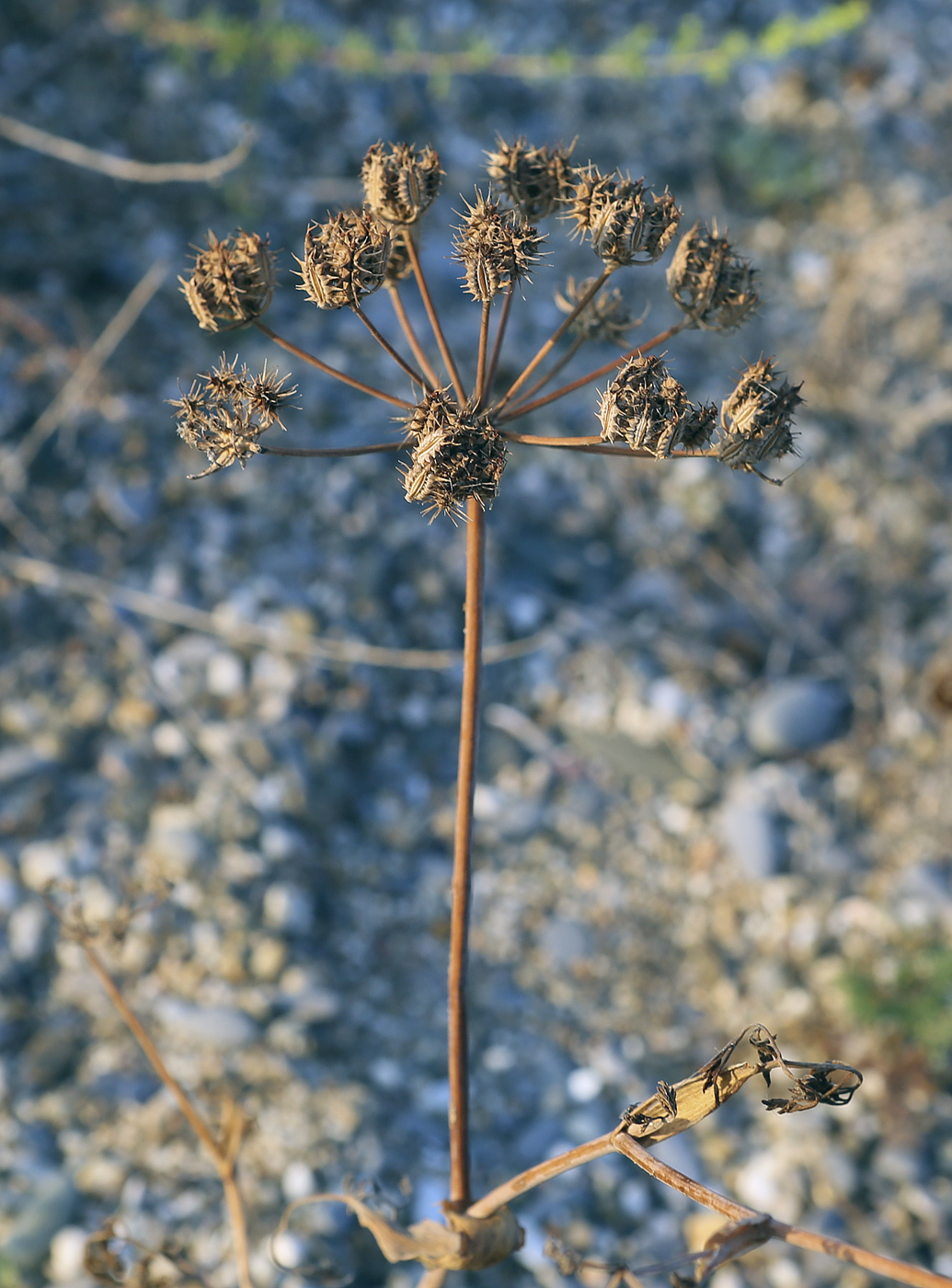 Image of Astrodaucus littoralis specimen.