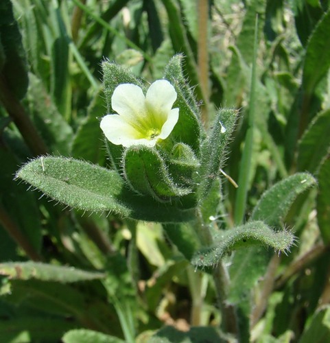 Image of Nonea lutea specimen.