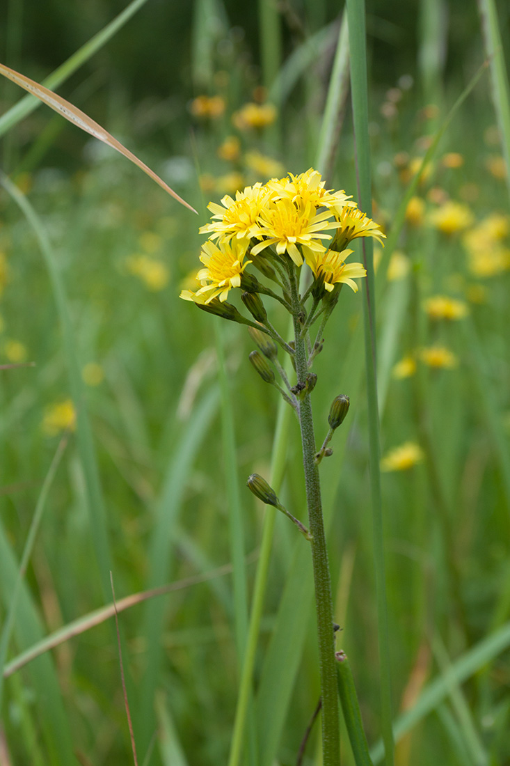 Изображение особи Crepis praemorsa.